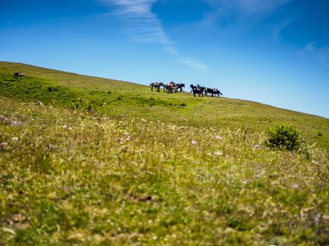 Italian horses while eating the grass of the field