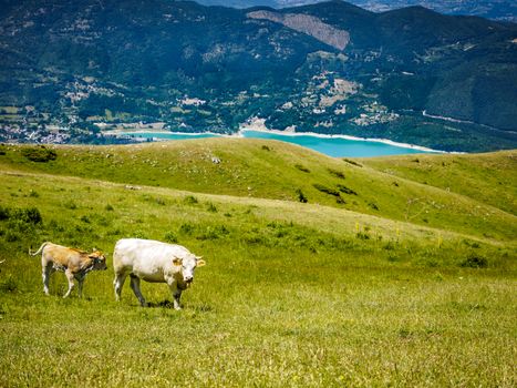 Italian cow while looking toward the lens.