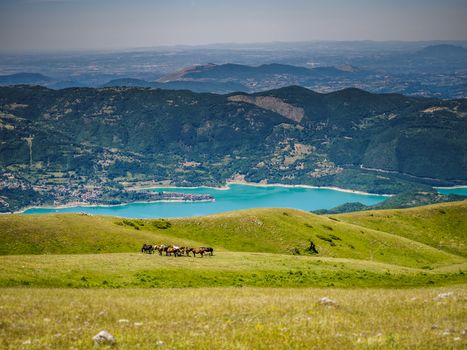 Italian horses while eating the grass of the field