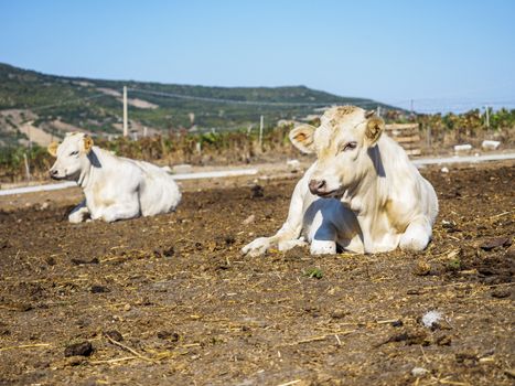 Italian cow while looking toward the lens.