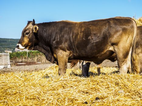 Italian cow while eating the hay in the farm.