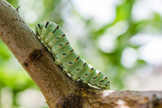 Papilio machaon caterpillar wilein nature