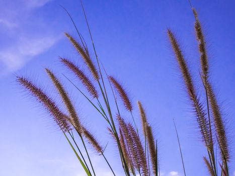 Flower of Mission grass and the blue sky