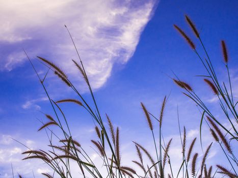 Flower of Mission grass and the blue sky