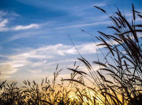 Flower of Mission grass in the evening light