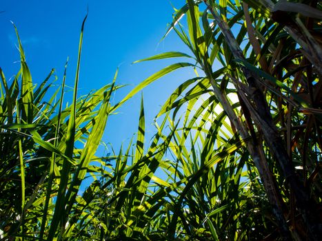 Sunlight and blue sky over the Sugarcane farm