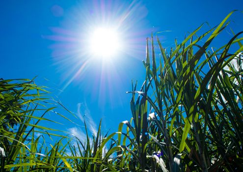 Sunlight and blue sky over the Sugarcane farm