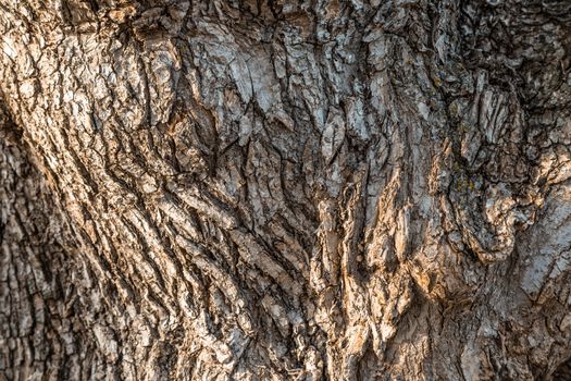 A fragment of the old tree 's bark texture. Natural background.