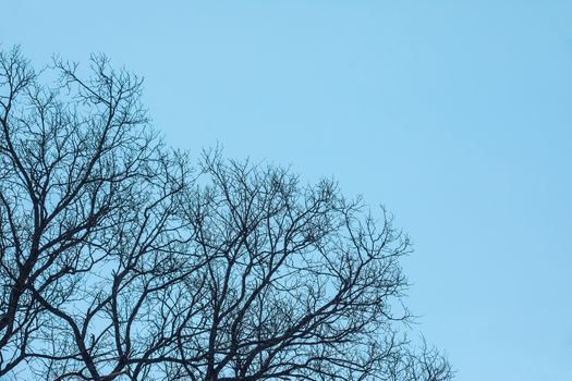 The leafless branches are isolated on a blue background. Natural background.