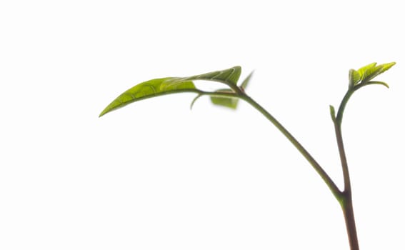 Freshness new life, leaves of young plant seeding on white background