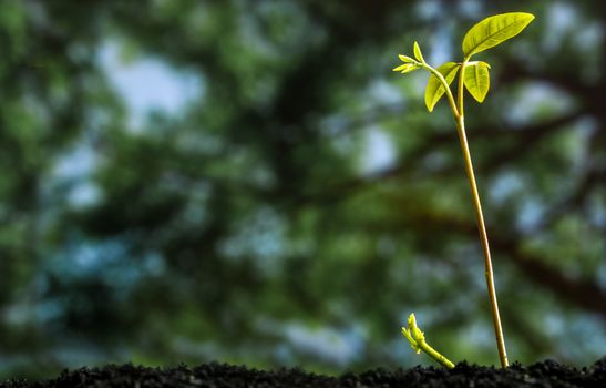 Freshness new life, leaves of young plant seeding in nature