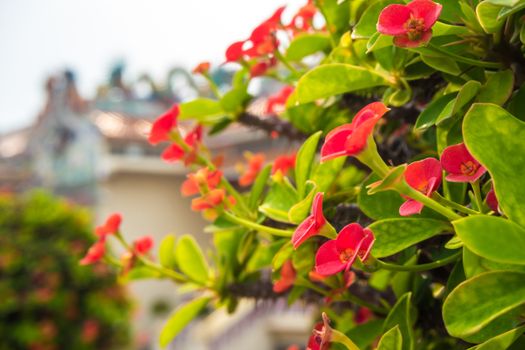 Crown of Thorns is Sacred plant in Chinese religious venues have many small red flower