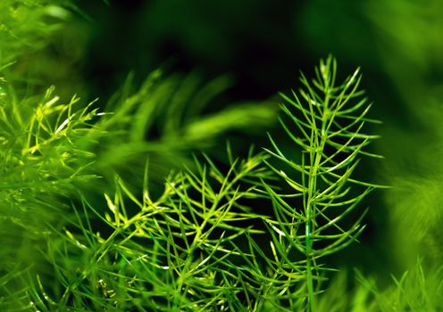 Freshness green fine leaves of Asparagus fern on natural background