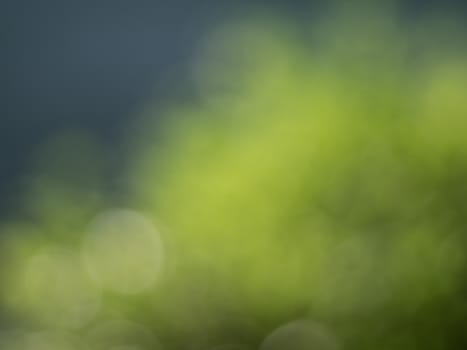 Lights and Green with yellow bokeh on nature defocus abstract blur background. Abstract background yellow and green tones of natural outdoors bokeh