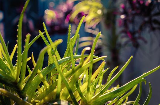 A group of aloe vera plants, sun back lighted and a unfocused background