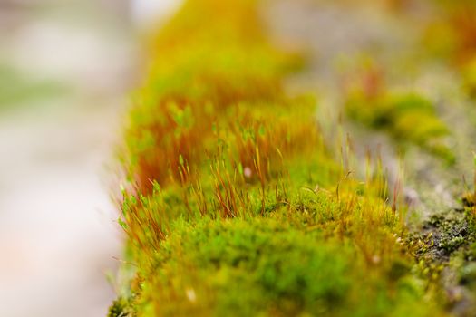 Fresh green and yellow moss with blurred background. Close up view with a small depth of field far away. Stock photography of forest green and yellow moss