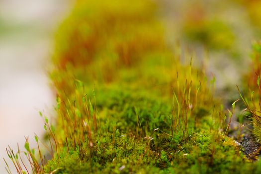 Fresh green and yellow moss with blurred background. Close up view with a small depth of field far away. Stock photography of forest green and yellow moss