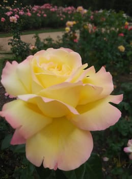 a cream rose in the garden