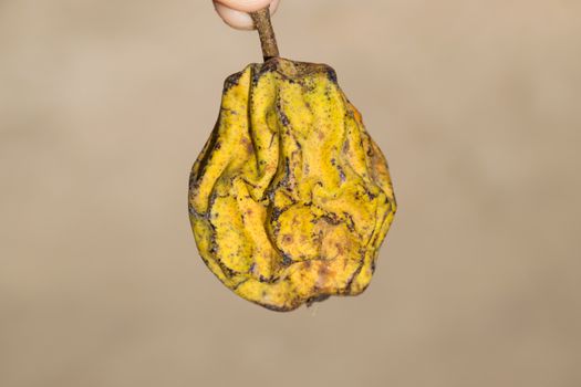 Dried pear fruit. Dried Pear Dried fruits from the garden.