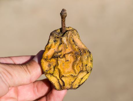 Dried pear fruit. Dried Pear Dried fruits from the garden.