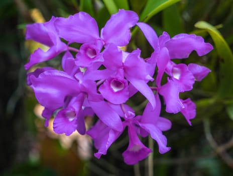 A photograph of a cluster of violet orchids flowers