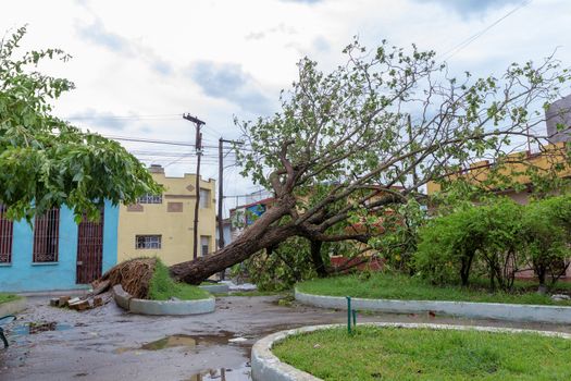Santa Clara, Cuba, September 10, 2017: Trees fallen to the ground, damage from Irma Hurricane