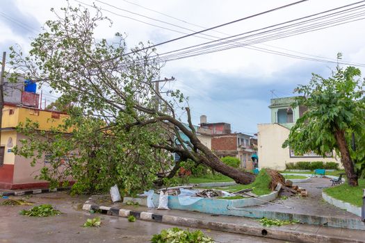 Santa Clara, Cuba, September 10, 2017: Trees fallen to the ground, damage from Irma Hurricane