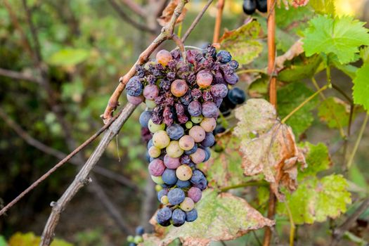 Grapes on the vine. The grapes on the vine dry out and deteriorate.