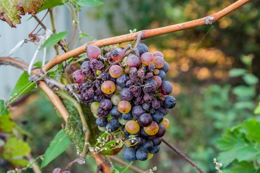 Grapes on the vine. The grapes on the vine dry out and deteriorate.