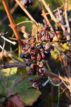 Grapes on the vine. The grapes on the vine dry out and deteriorate.