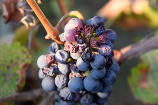 Grapes on the vine. The grapes on the vine dry out and deteriorate.