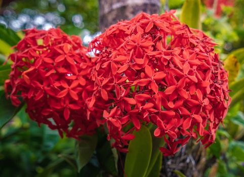 A photograph of a cluster of red ixora flowers