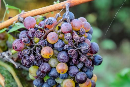 Grapes on the vine. The grapes on the vine dry out and deteriorate.