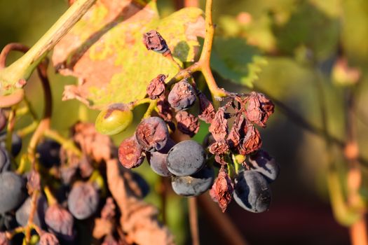 Grapes on the vine. The grapes on the vine dry out and deteriorate.