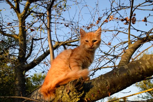 Red kitten on a tree. The cat plays and climbed a tree.