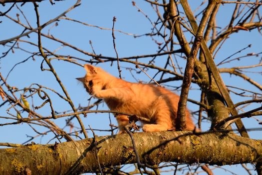 Red kitten on a tree. The cat plays and climbed a tree.