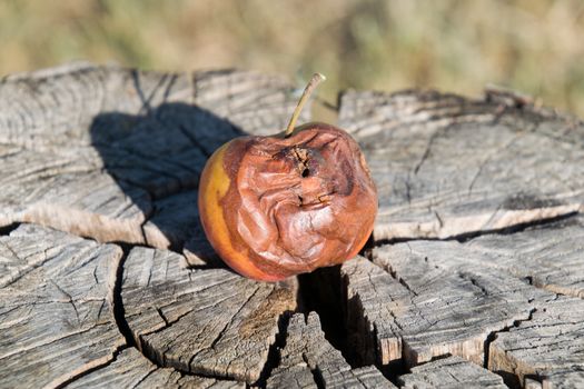 Rotten apple on a stump. Defeat apples. Spoiled crop.