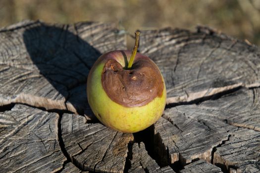 Rotten apple on a stump. Defeat apples. Spoiled crop.