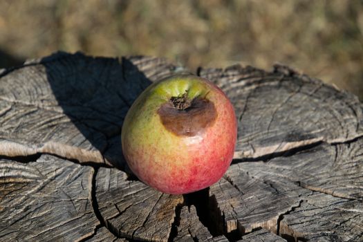 Rotten apple on a stump. Defeat apples. Spoiled crop.