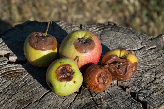 Rotten apple on a stump. Defeat apples. Spoiled crop.