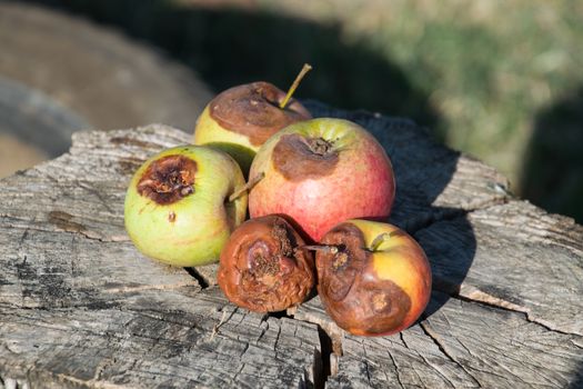 Rotten apple on a stump. Defeat apples. Spoiled crop.