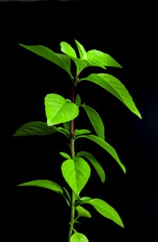 Freshness basil in black background, herbs and food ingredients for Asian food