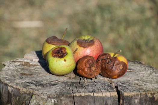 Rotten apple on a stump. Defeat apples. Spoiled crop.