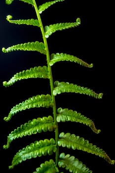 Freshness Green leaf of Fern on black background