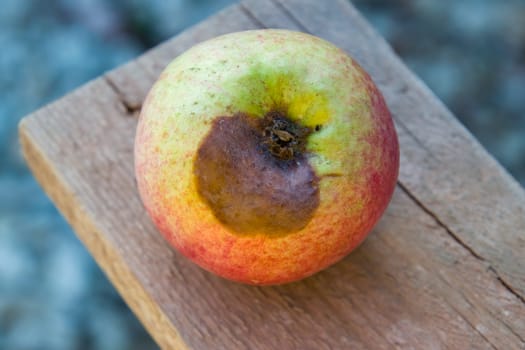 Rotten apple on the bench. Defeat apples. Spoiled crop.