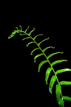 Freshness Green leaf of Fern on black background