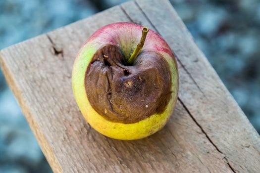 Rotten apple on the bench. Defeat apples. Spoiled crop.