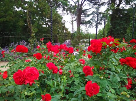 red roses in the garden