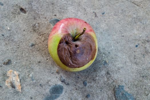Rotten apple. a Defeat apples Spoiled crop