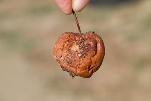 Rotten apple. a Defeat apples Spoiled crop